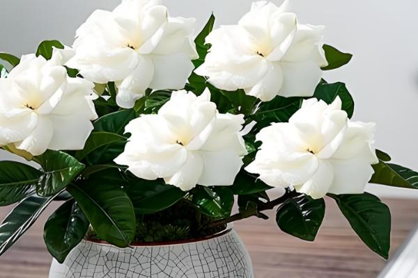 盆栽栀子花的开放次数,大叶栀子每年仅开放一次