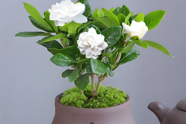 盆栽栀子花的开放次数,大叶栀子每年仅开放一次