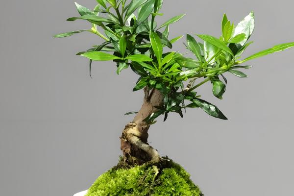 盆栽栀子花的开放次数,大叶栀子每年仅开放一次