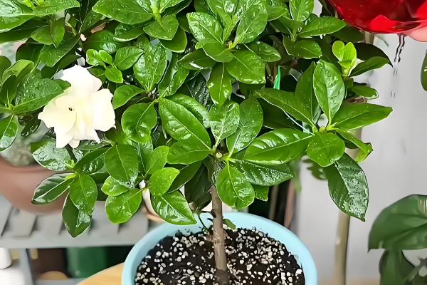 盆栽栀子花的开放次数,大叶栀子每年仅开放一次