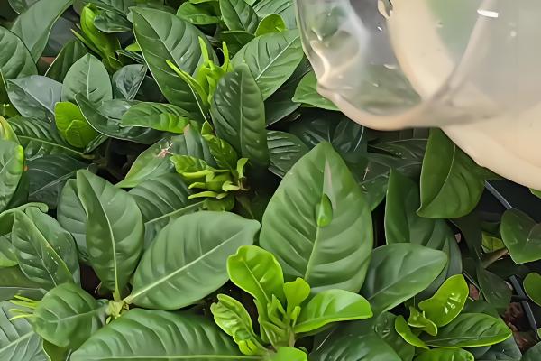 盆栽栀子花的开放次数,大叶栀子每年仅开放一次