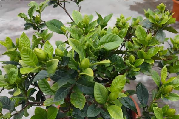 盆栽栀子花的开放次数,大叶栀子每年仅开放一次