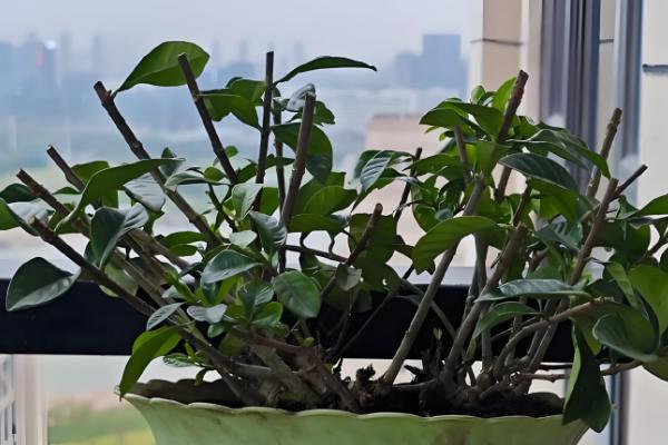 盆栽栀子花的开放次数,大叶栀子每年仅开放一次