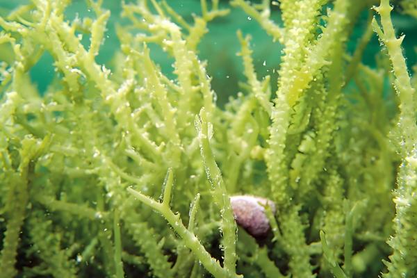 海藻是哪种植物,是海带、石花菜等海洋藻类的总称