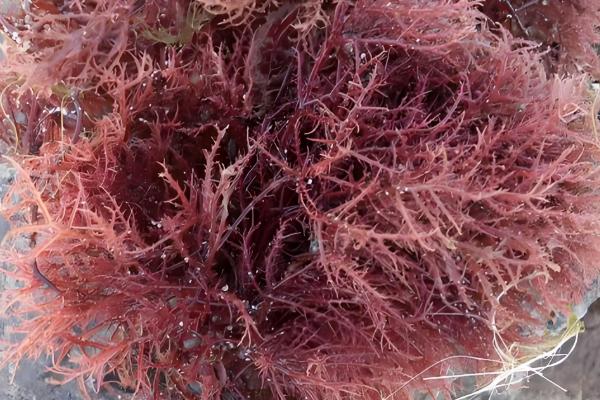 海藻是哪种植物,是海带、石花菜等海洋藻类的总称