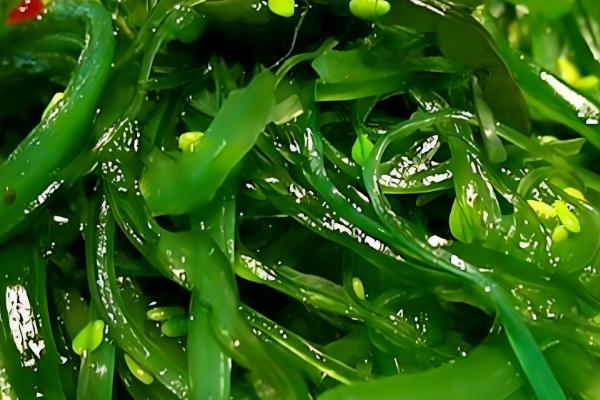 海藻是哪种植物,是海带、石花菜等海洋藻类的总称