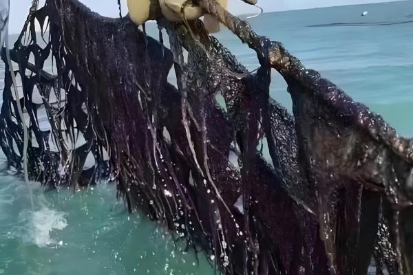 海藻是哪种植物,是海带、石花菜等海洋藻类的总称