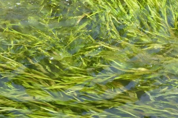 海藻是哪种植物,是海带、石花菜等海洋藻类的总称