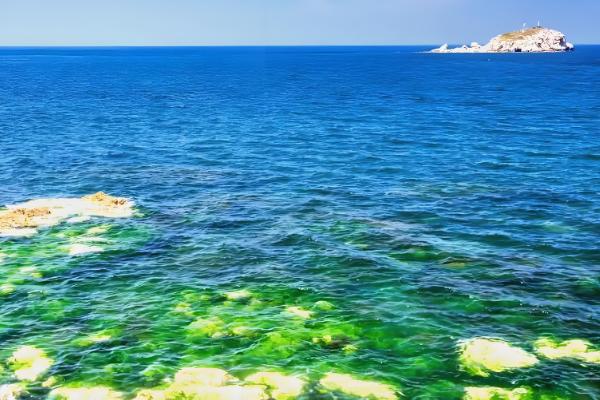 海藻是哪种植物,是海带、石花菜等海洋藻类的总称