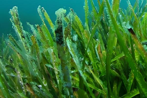 海藻是哪种植物,是海带、石花菜等海洋藻类的总称