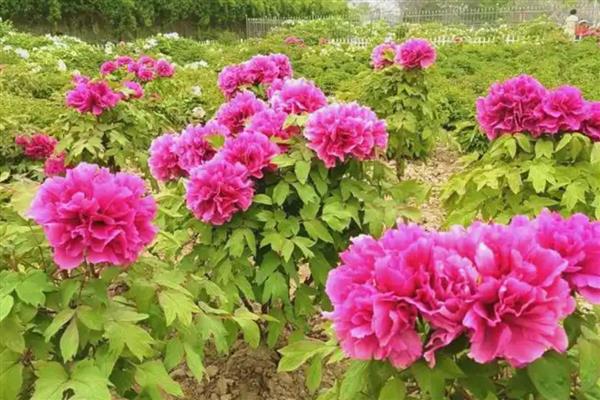 盆栽牡丹花怎么养殖，生长期要保持土壤湿润