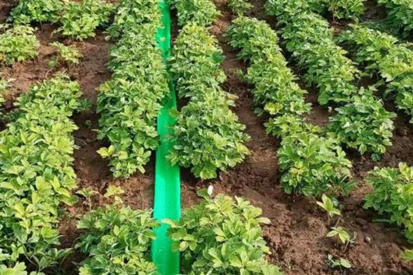 盆栽牡丹花怎么养殖，生长期要保持土壤湿润