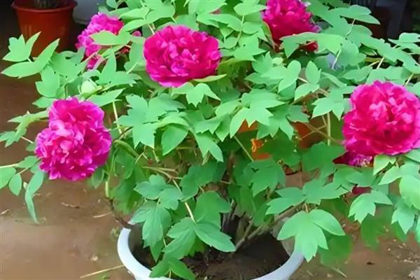 盆栽牡丹花怎么养殖，生长期要保持土壤湿润