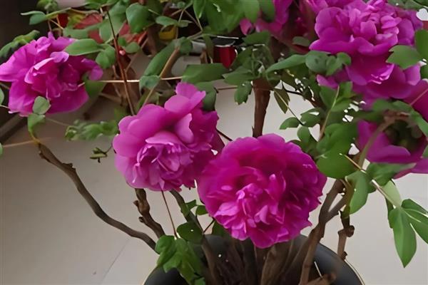 盆栽牡丹花怎么养殖，生长期要保持土壤湿润