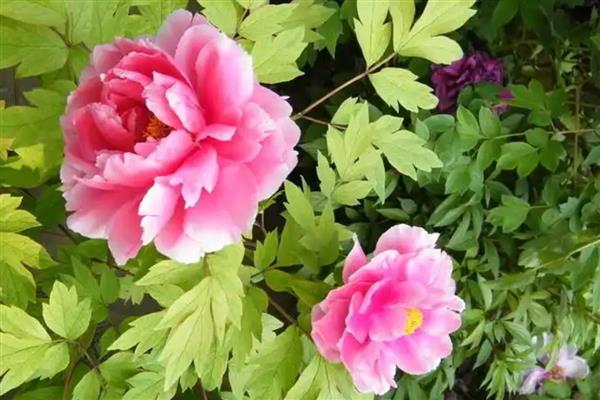 盆栽牡丹花怎么养殖，生长期要保持土壤湿润