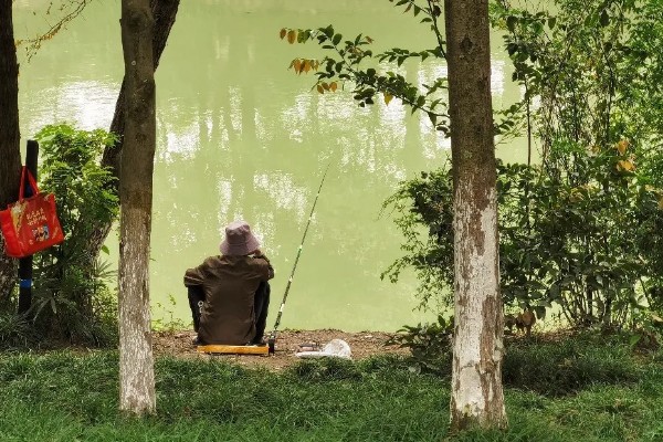 秋季钓鱼怎样选钓位，可以在树荫下、水草区钓鱼