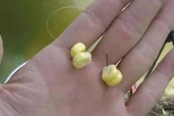 秋季钓鱼怎样选钓位，可以在树荫下、水草区钓鱼