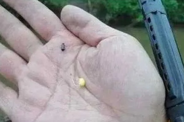 秋季钓鱼怎样选钓位，可以在树荫下、水草区钓鱼