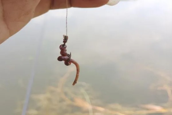 秋季钓鱼怎样选钓位，可以在树荫下、水草区钓鱼