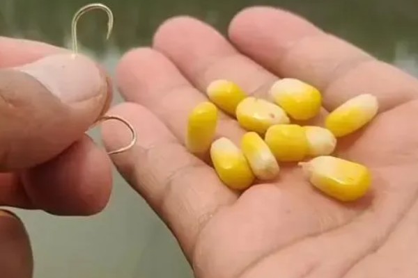 秋季钓鱼怎样选钓位，可以在树荫下、水草区钓鱼