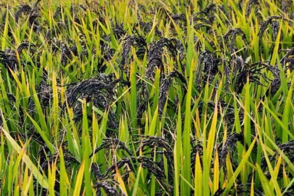 黑米的产地，主要分布在陕西、贵州及湖南等地