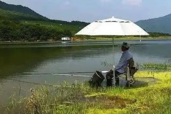 秋季钓鱼怎样选钓位，可以在树荫下、水草区钓鱼