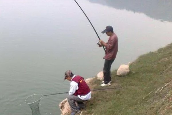 秋季钓鱼怎样选钓位，可以在树荫下、水草区钓鱼