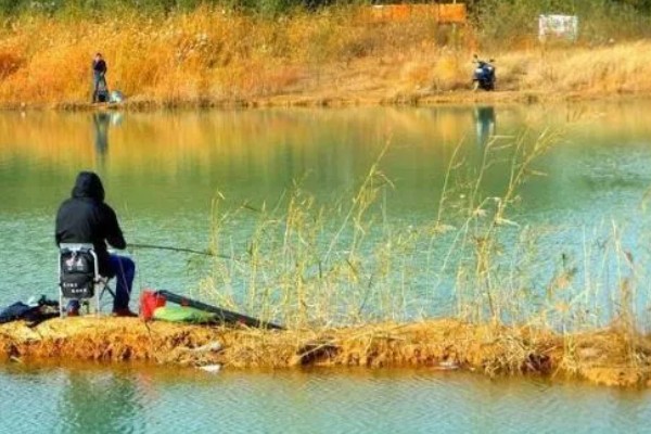 秋季钓鱼怎样选钓位，可以在树荫下、水草区钓鱼