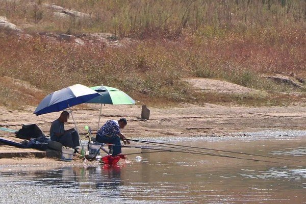 秋季钓鱼怎样选钓位，可以在树荫下、水草区钓鱼
