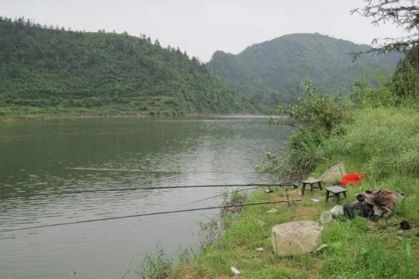 秋季钓鱼怎样选钓位，可以在树荫下、水草区钓鱼