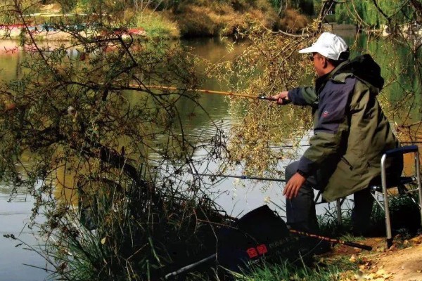 秋季钓鱼怎样选钓位，可以在树荫下、水草区钓鱼