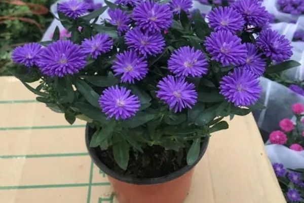 矢车菊如何正确施肥，遵循薄肥勤施原则施肥