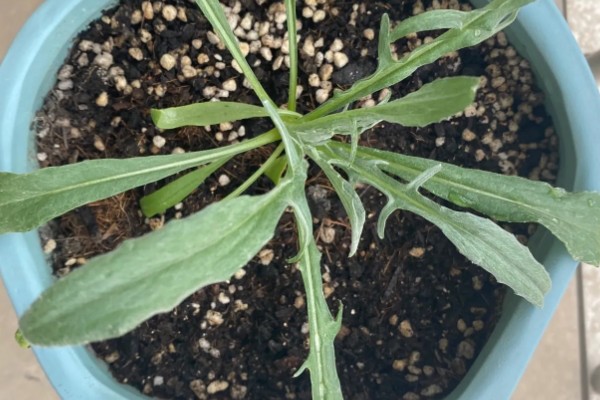 矢车菊如何正确施肥，遵循薄肥勤施原则施肥