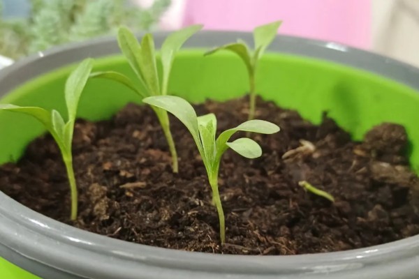 矢车菊如何正确施肥，遵循薄肥勤施原则施肥