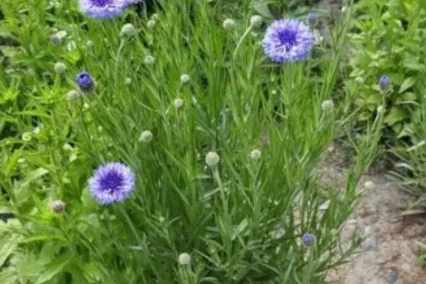 矢车菊如何正确施肥，遵循薄肥勤施原则施肥