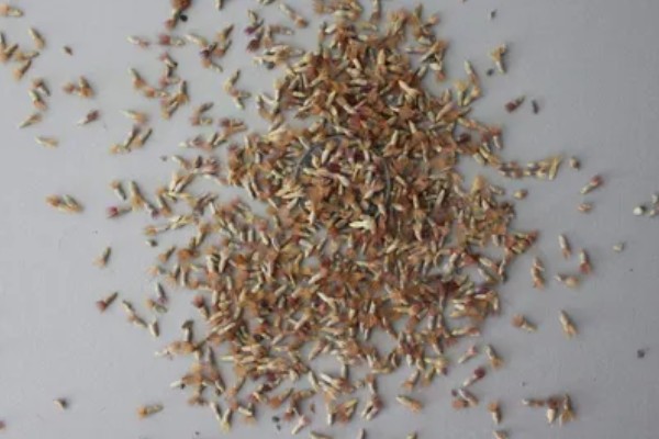 矢车菊如何正确施肥，遵循薄肥勤施原则施肥