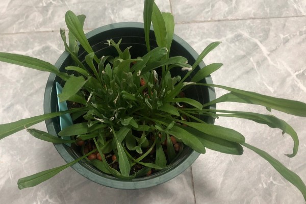 矢车菊如何正确施肥，遵循薄肥勤施原则施肥