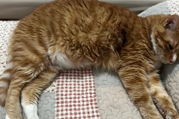 如何根据猫咪呕吐物区分病因,毛球会引起液体呕吐物