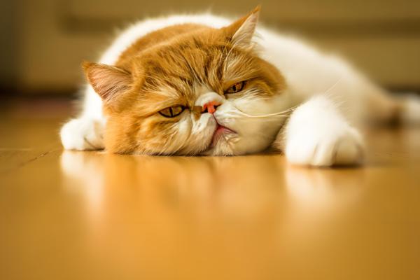 如何根据猫咪呕吐物区分病因,毛球会引起液体呕吐物