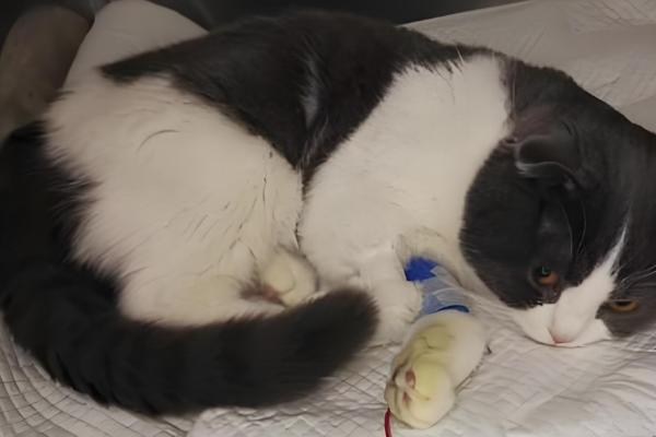 如何根据猫咪呕吐物区分病因,毛球会引起液体呕吐物