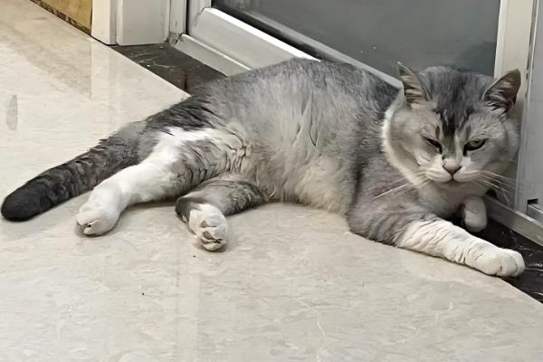 如何根据猫咪呕吐物区分病因,毛球会引起液体呕吐物