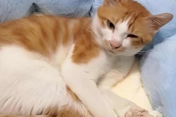 如何根据猫咪呕吐物区分病因,毛球会引起液体呕吐物