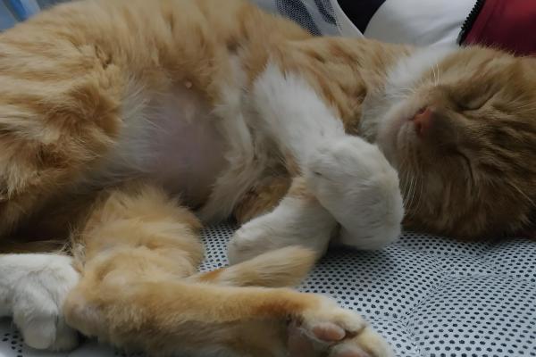 如何根据猫咪呕吐物区分病因,毛球会引起液体呕吐物