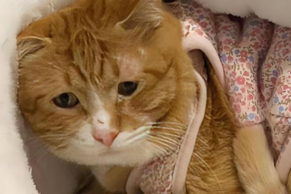 如何根据猫咪呕吐物区分病因,毛球会引起液体呕吐物