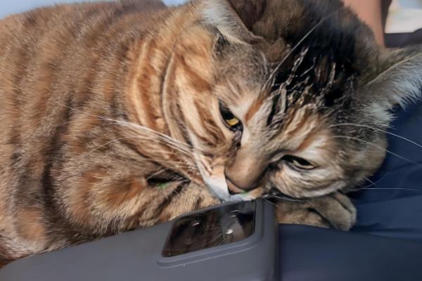 如何根据猫咪呕吐物区分病因,毛球会引起液体呕吐物