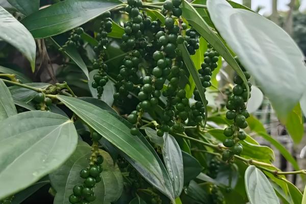 白胡椒和黑胡椒哪个好,根据自己的口味选择