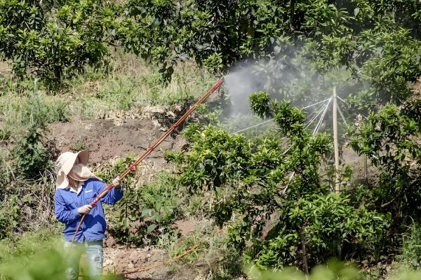 噻虫啉可以防治哪些害虫，蚜虫、飞虱、蓟马等种类均可灭杀