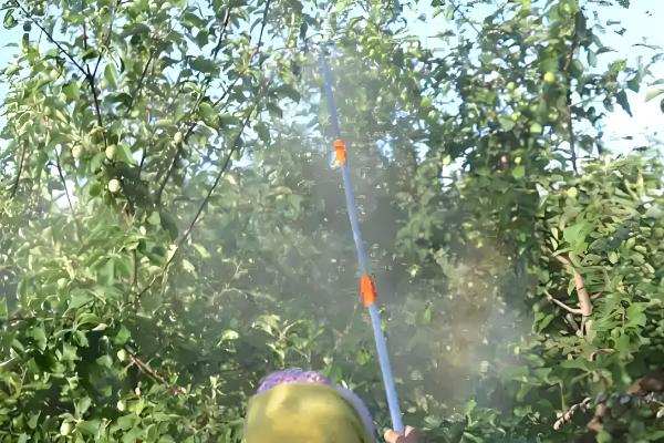 噻虫啉可以防治哪些害虫，蚜虫、飞虱、蓟马等种类均可灭杀