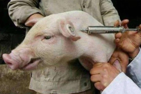 小猪拉稀怎么处理，可肌注或静注喹诺酮类药物