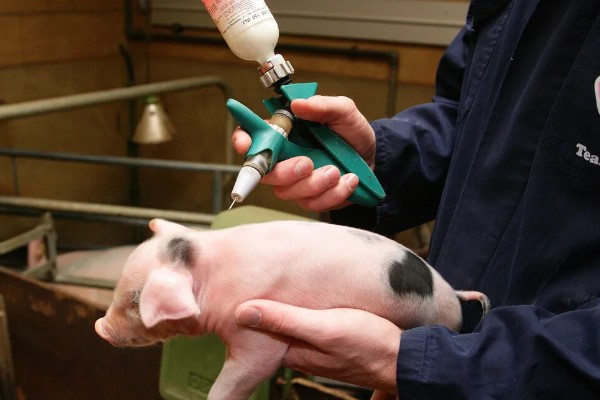 小猪拉稀怎么处理，可肌注或静注喹诺酮类药物